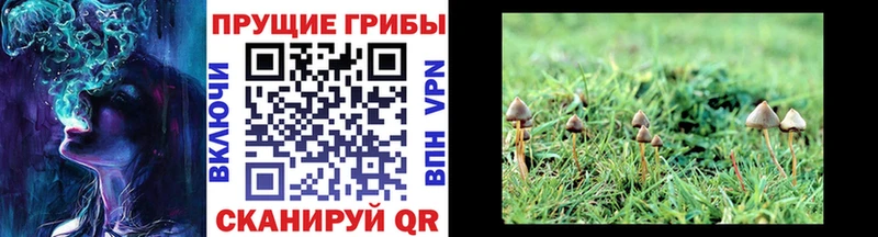 что такое   Бердск  Псилоцибиновые грибы мицелий 