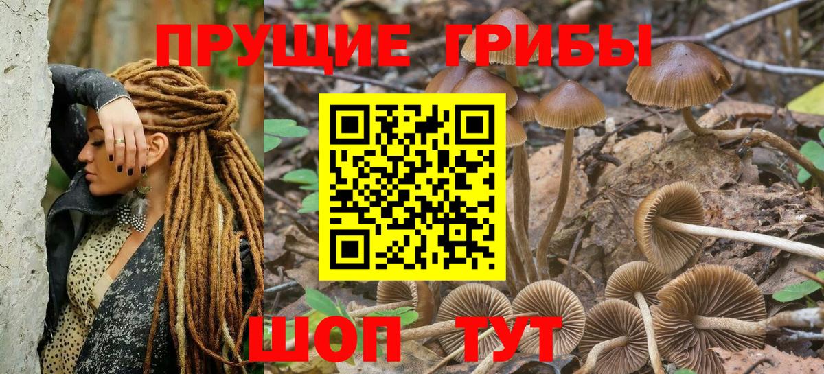 Бердск  Галлюциногенные грибы Psilocybe  дарнет шоп  Галлюциногенные грибы прущие грибы  Вход с VPN 